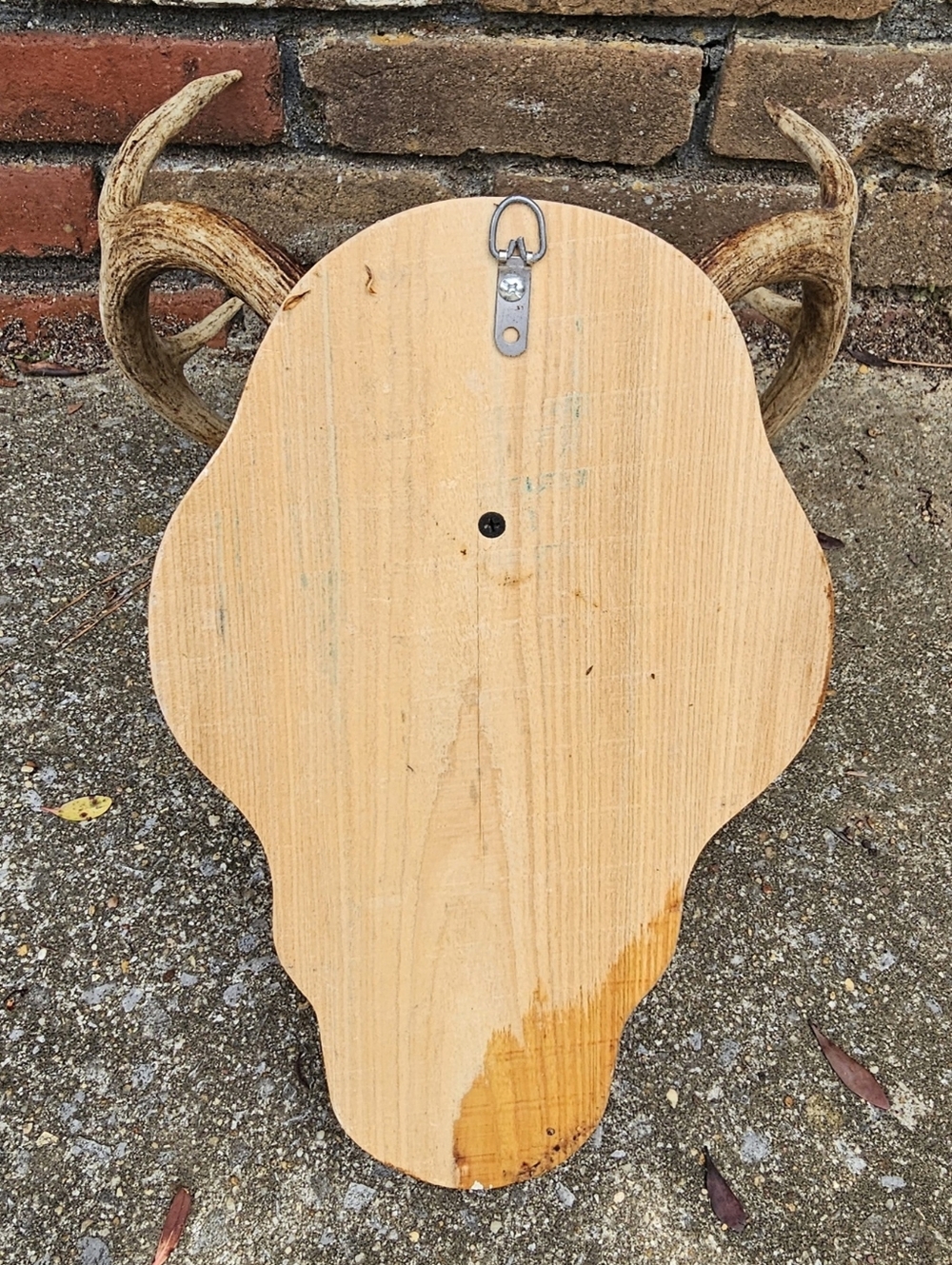 Mounted Deer Antler White Skull on Wooden Plaque - Taxidermy 8 Point Tan Antlers - Picture 3 of 3